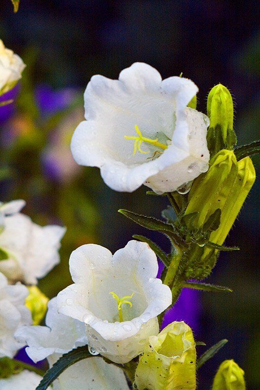 макро. колокольчики, Колокольчики умытые дождемphoto preview