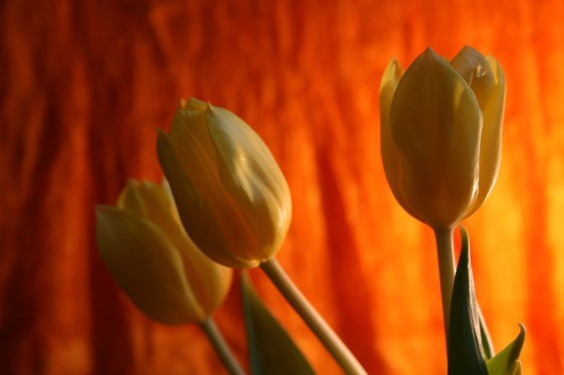 тюльпан ***photo preview