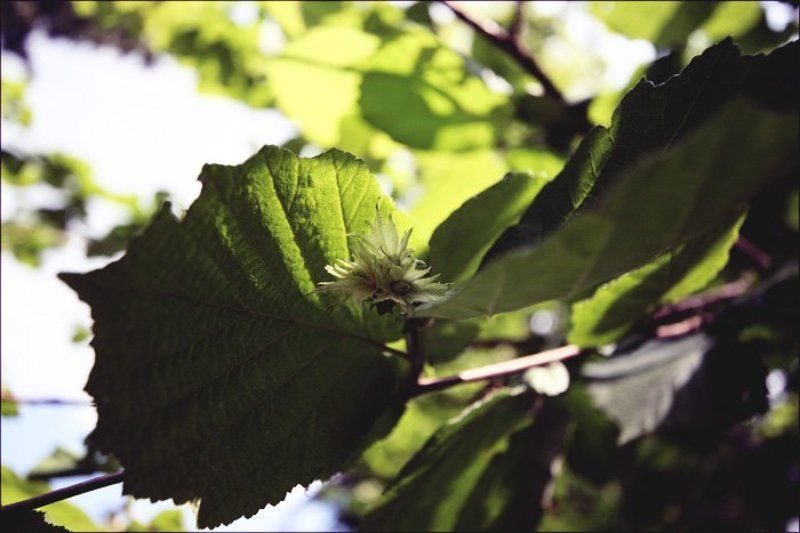 орех, лето Little Nutphoto preview