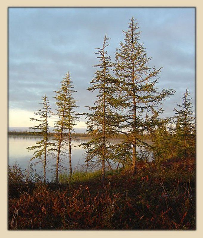 озеро,тайга Утроphoto preview