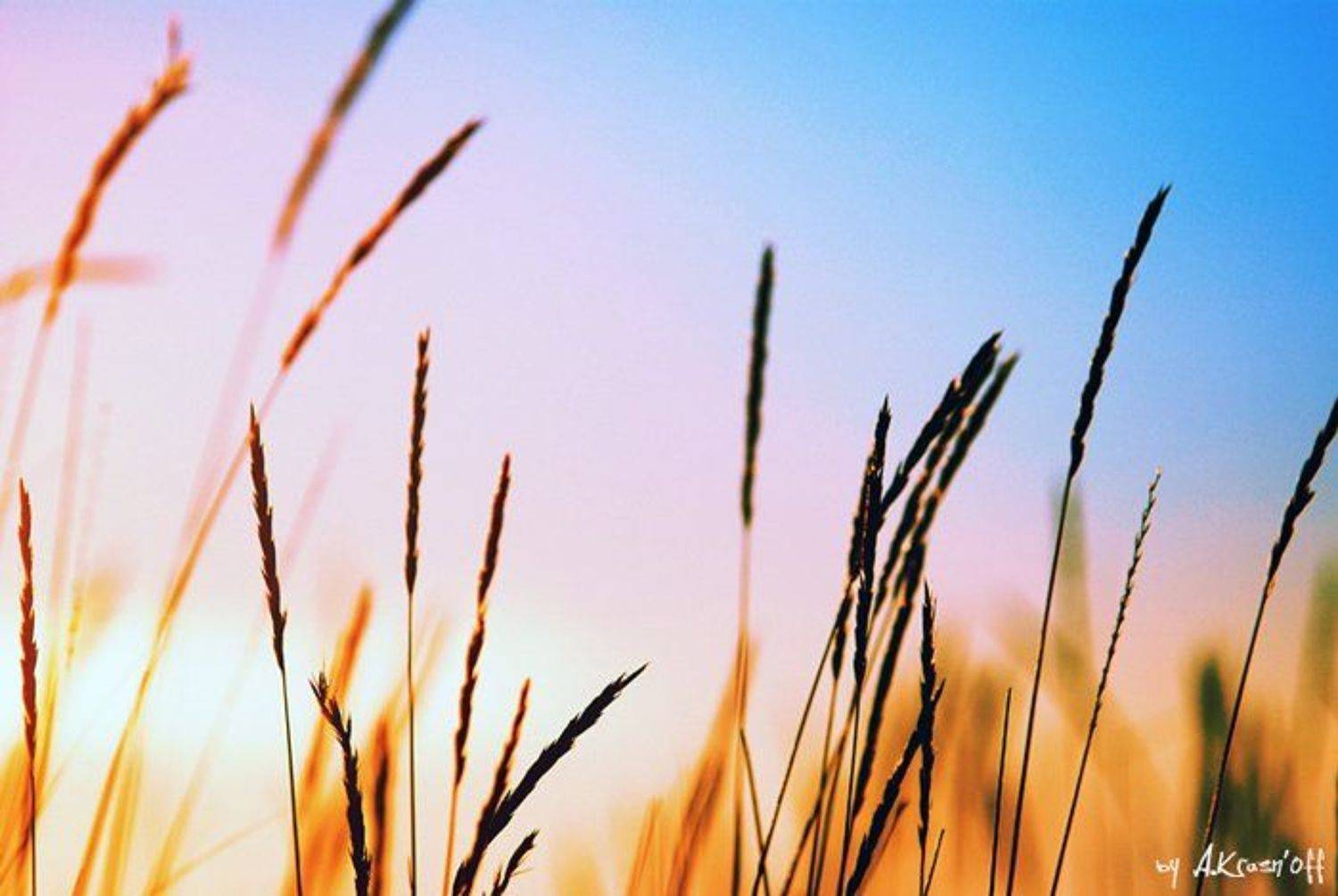 про утреннюю игру света.... Автор: A.Krasnoff утро, колосья, небо, солнце, расвет, A.Krasnoff