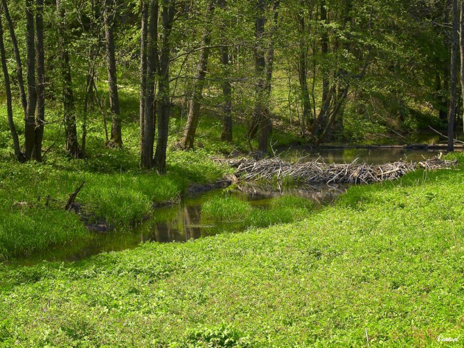***. Автор: Венцель Александр , Венцель Александр