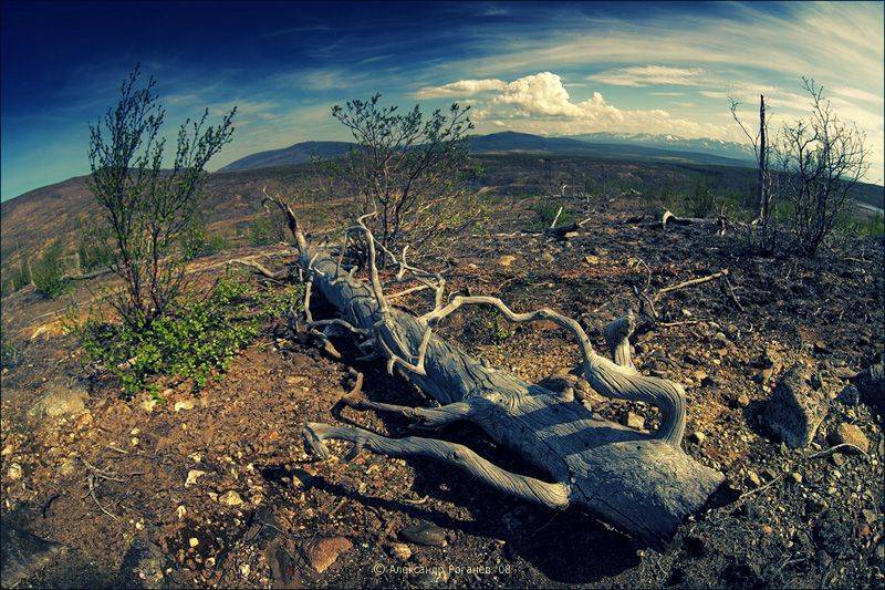 мончегорск, Александр Рогачёв