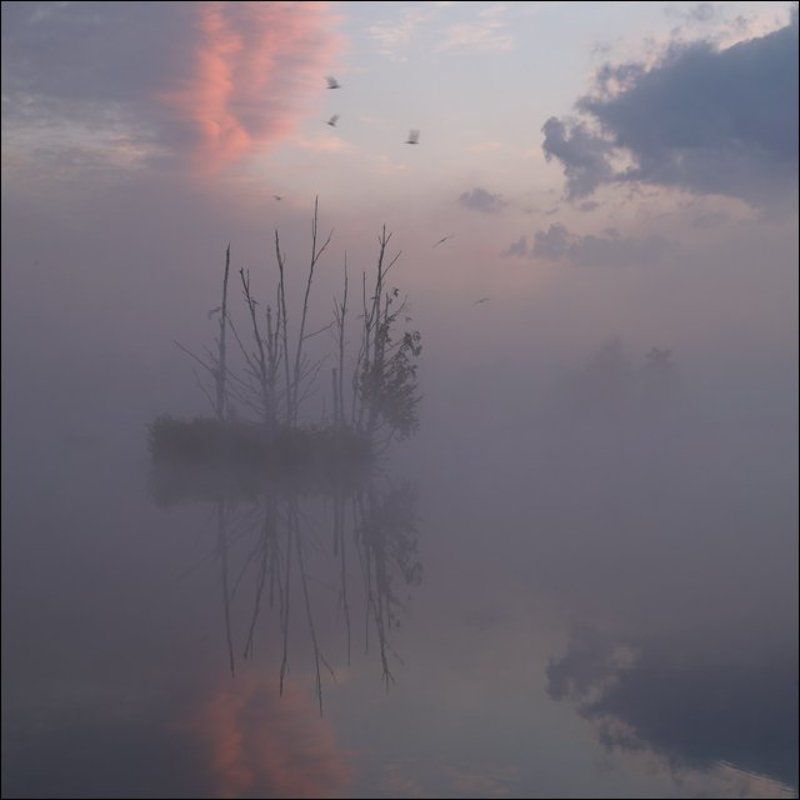 Рассветная болотная картинка с островом в туманеphoto preview