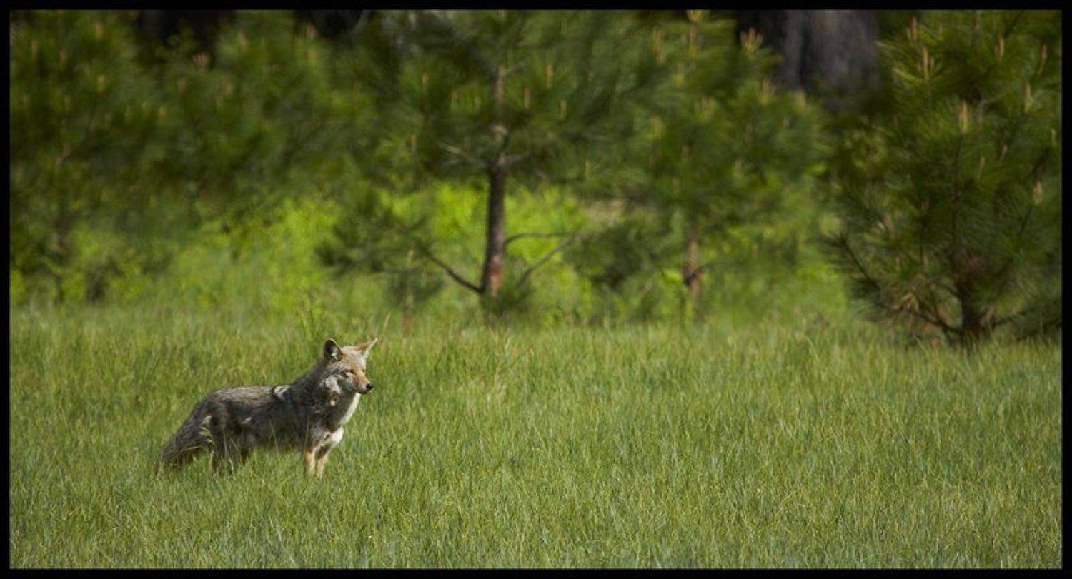 Coyote (Canis latrans), Yosemite.. Автор: Vadim Balakin , Vadim Balakin