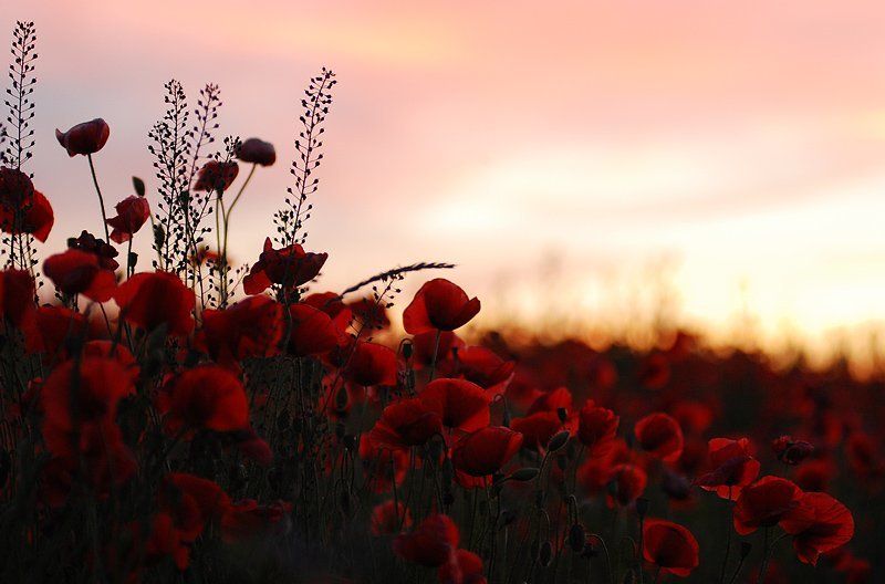 маки, маки, маки, много маков горятphoto preview