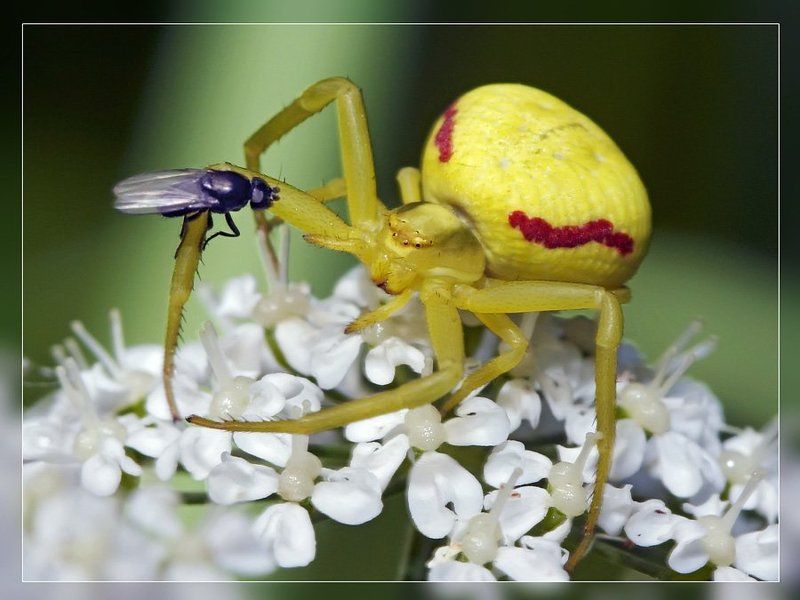 Ну, Жёлтый - охотиться будем, или глазки строить?..photo preview