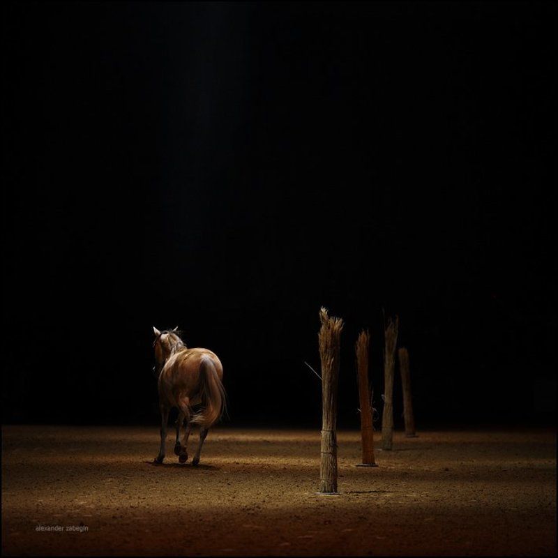 лошадь, лошади, конь, horses, horse, equi, zabegin ***photo preview