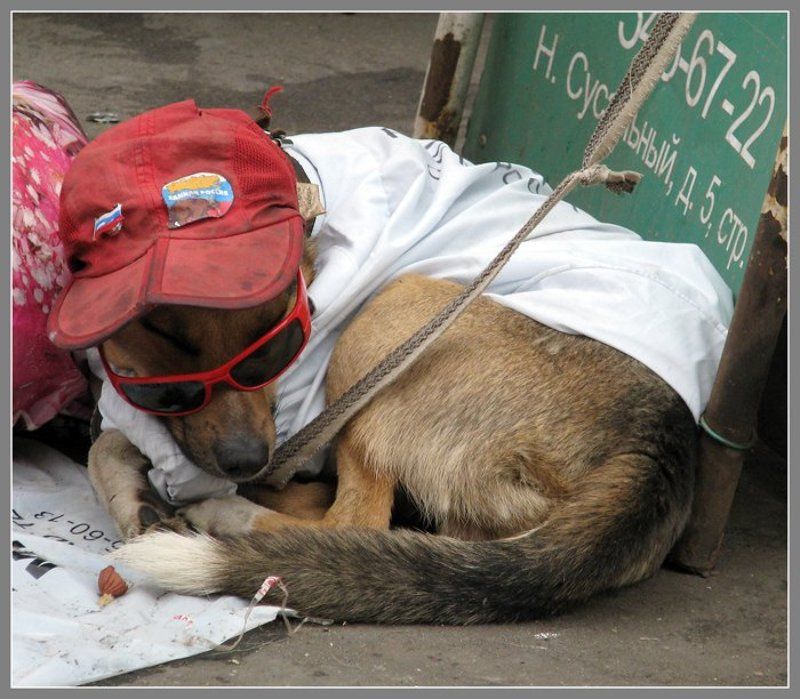 собака, друг человека, на курском вокзале Единоросphoto preview