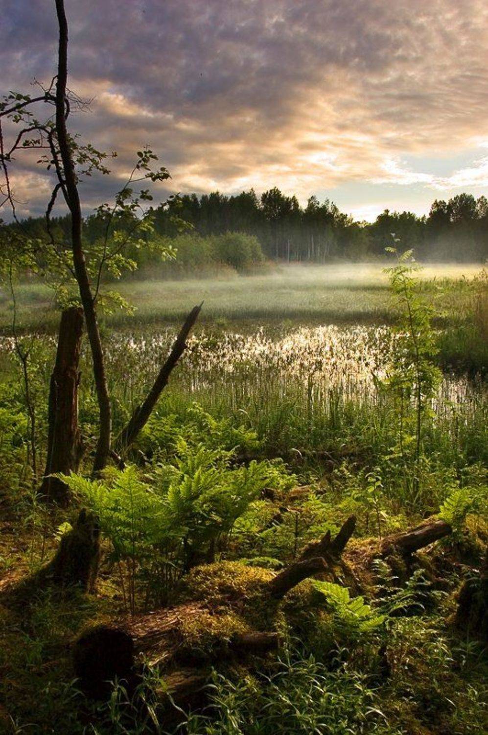 ***. Автор: Ефремов Юрий , Ефремов Юрий