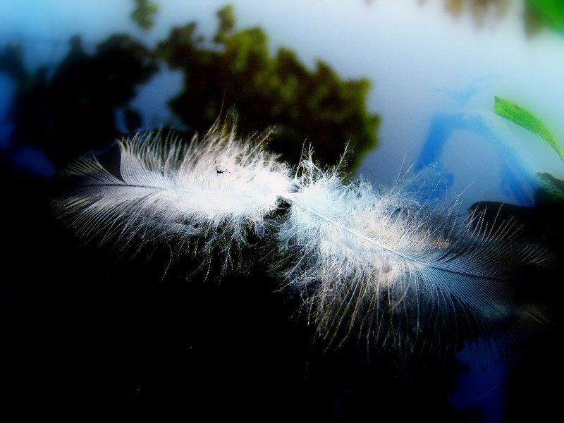 Незыблимо и нежно....photo preview