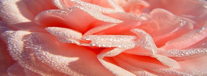 цветок Розаphoto preview