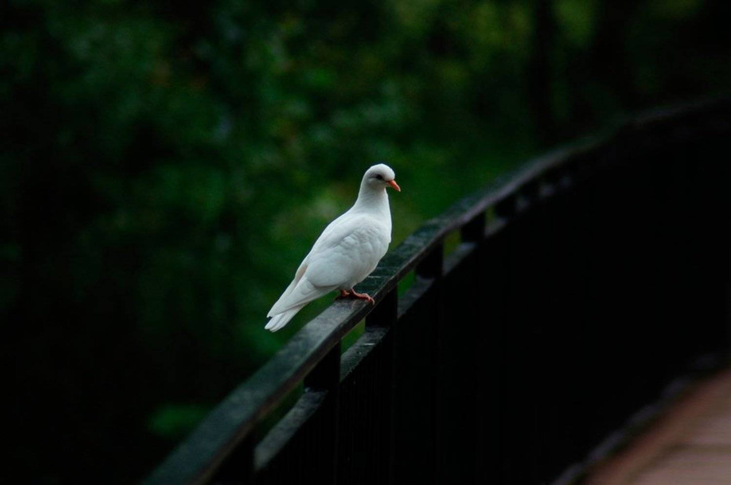 Душа. Автор: sevat голубь, перила, мост, sevat