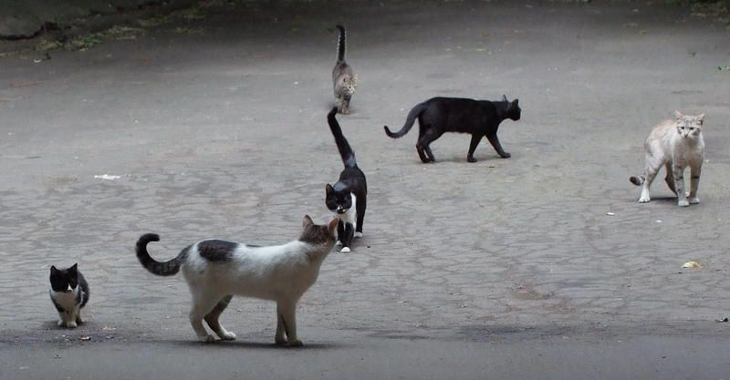 Стая голодных котовphoto preview