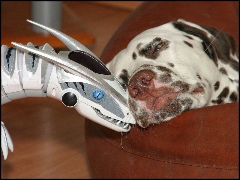 гоша Мы с тобой одной крови... :) фото превью