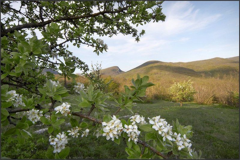 крым, вечер, горы, небо, цветы, пейзаж * * *photo preview