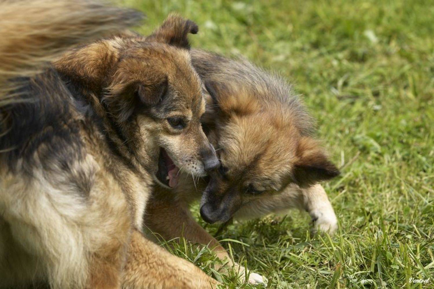 , Венцель Александр