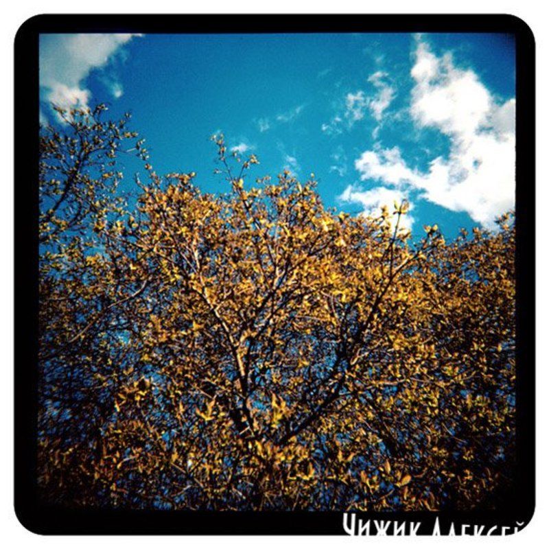 diana+ lomophoto preview