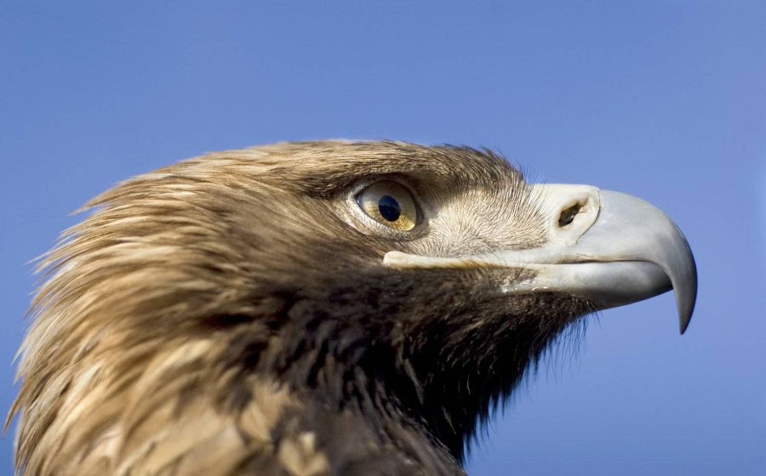 птиц, Евгений Пугачев.