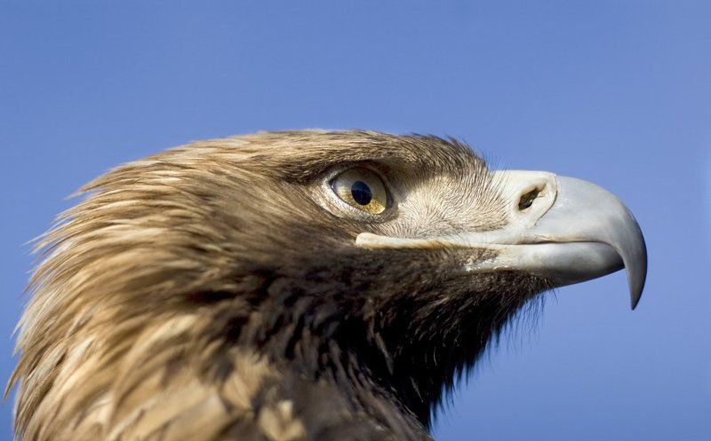 птиц Гордый профильphoto preview