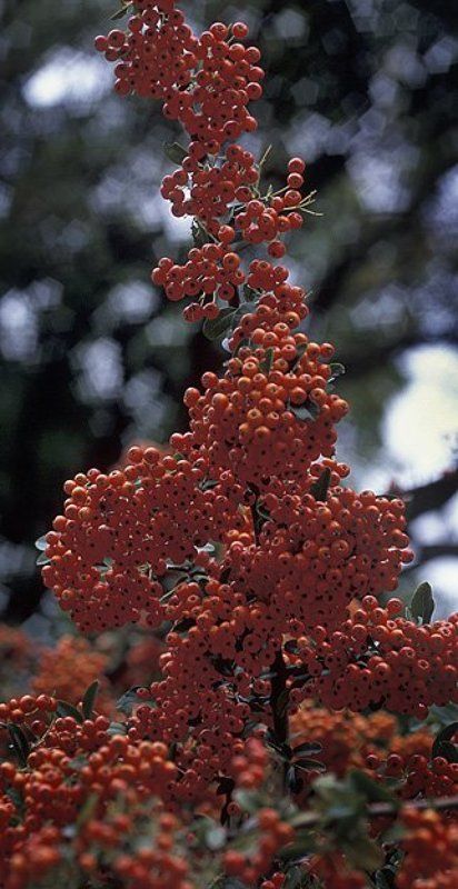 ягода такая Облепихаphoto preview