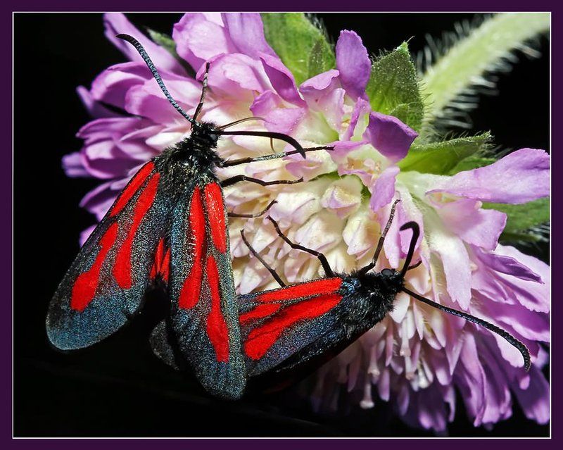 тет-а-тет вечерний десерт Вечерний десертphoto preview