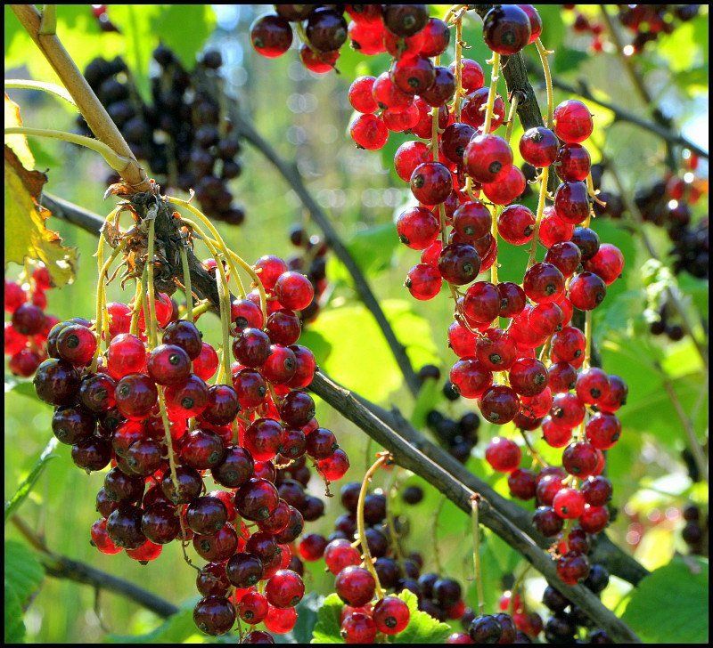 красная смородина Свежачок... фото превью