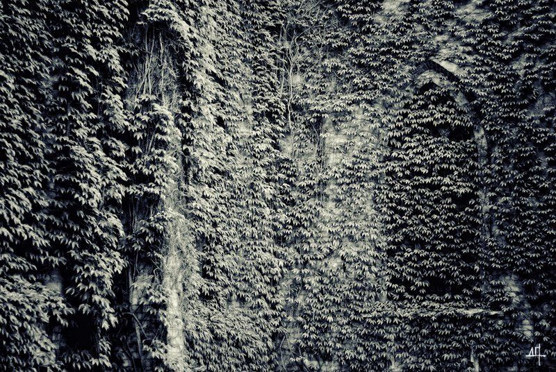 Живоеphoto preview