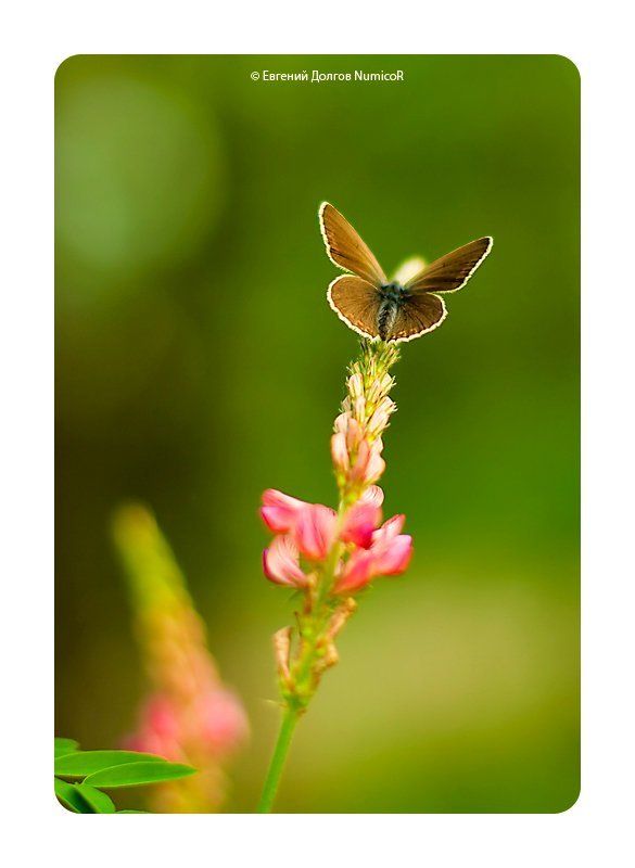 лето, бабочка, цветы, зелень, закат на взлет...photo preview