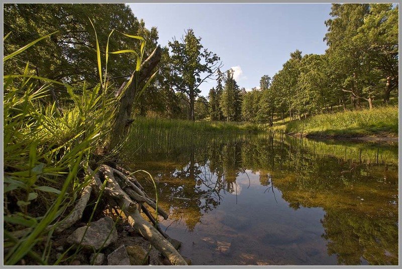ораниенбаум,парк,речка,коряга Пестрая картинка с тяжелой левой частью...Ораниенбаумские  зарисовки...photo preview