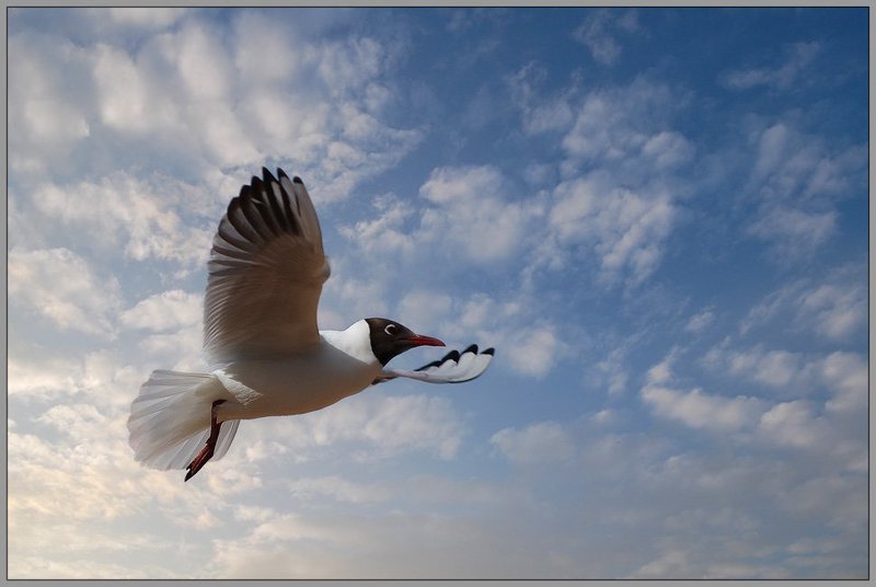 чайка,небо,залив Обнимая небо...photo preview