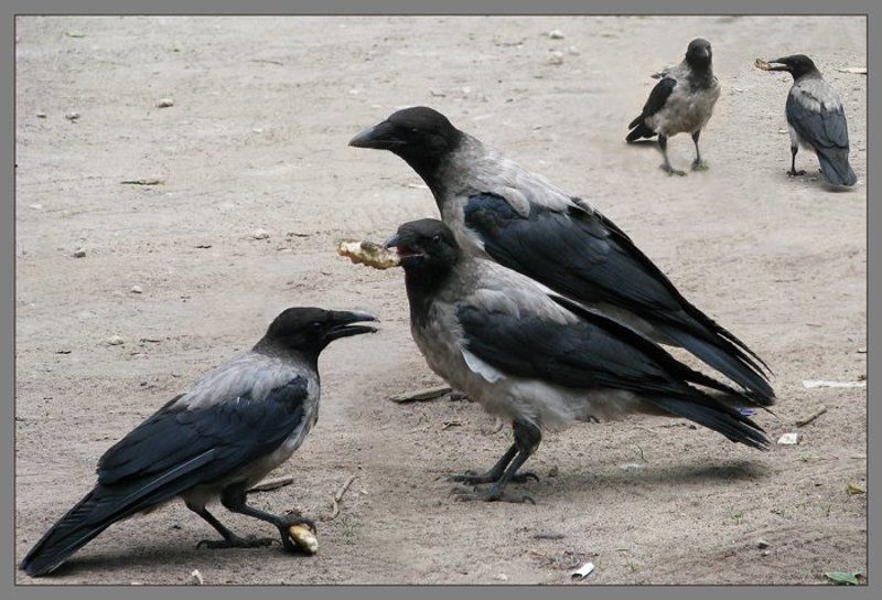 птицы, печенье Мы делили...photo preview