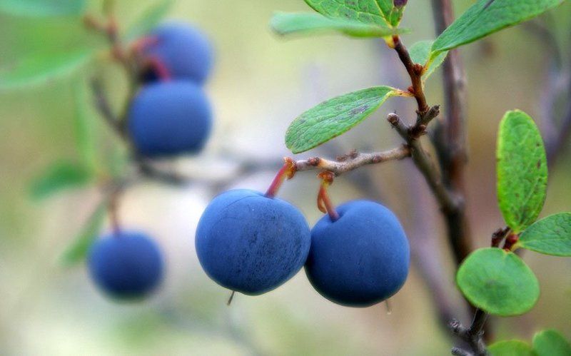 голубика Голубикаphoto preview