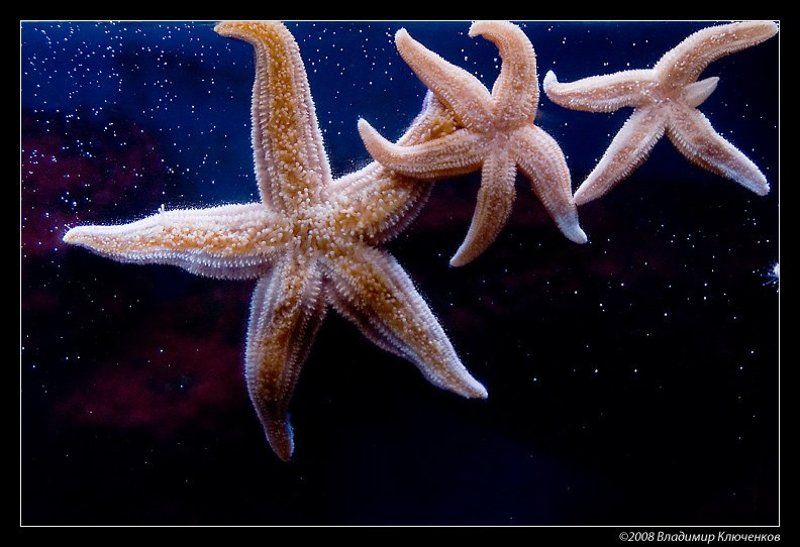 Звезды и туманностиphoto preview