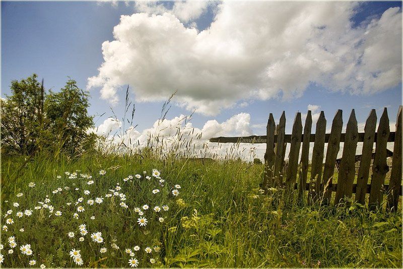 тверская область, деревня, опустение, разруха, ромашки, лето Жду тебя за околицей)photo preview