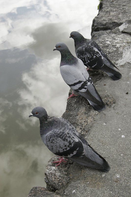 птицы, голубь, небо,  пруд, облака Над небом голубымphoto preview