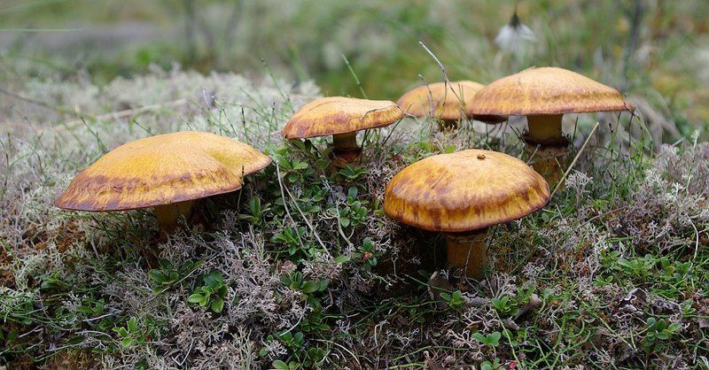 маслята Маслятаphoto preview