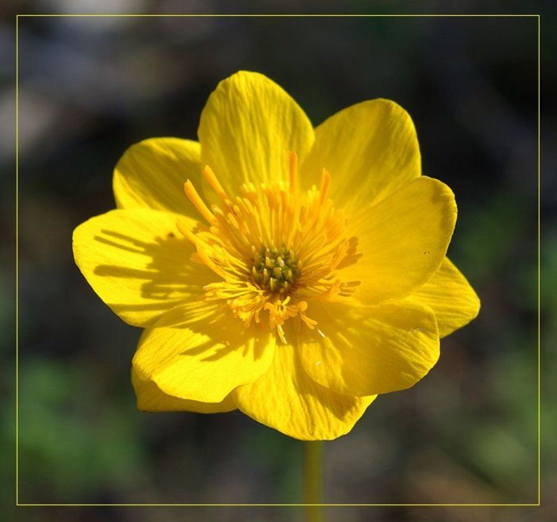 жарки,купальница Купальницаphoto preview