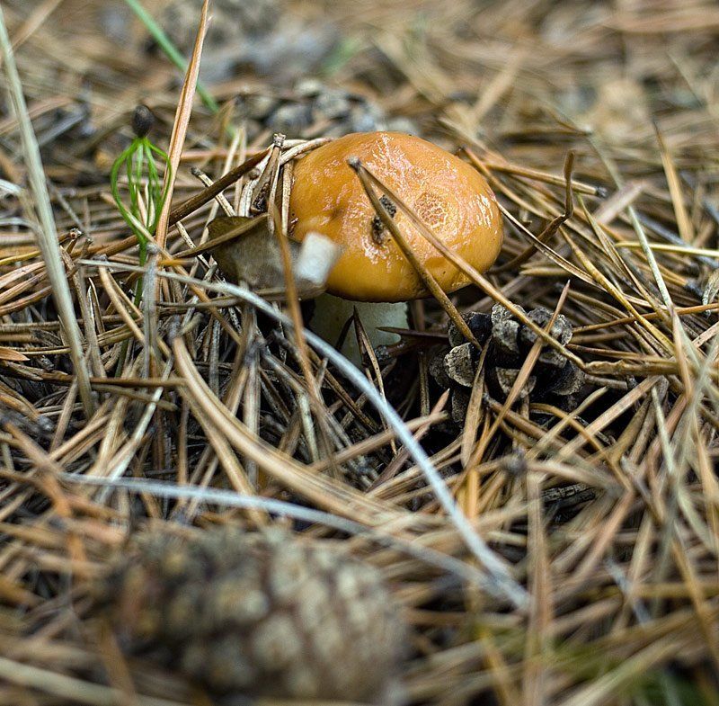 Масленокphoto preview