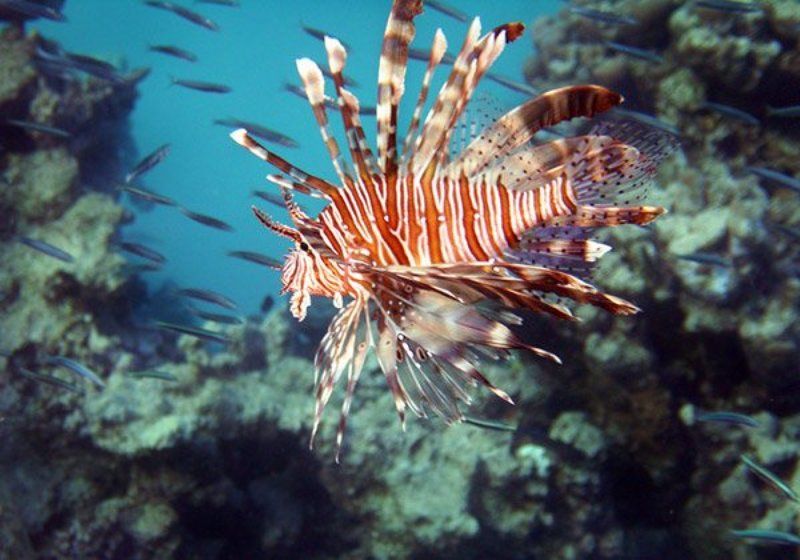 Рыбкаphoto preview