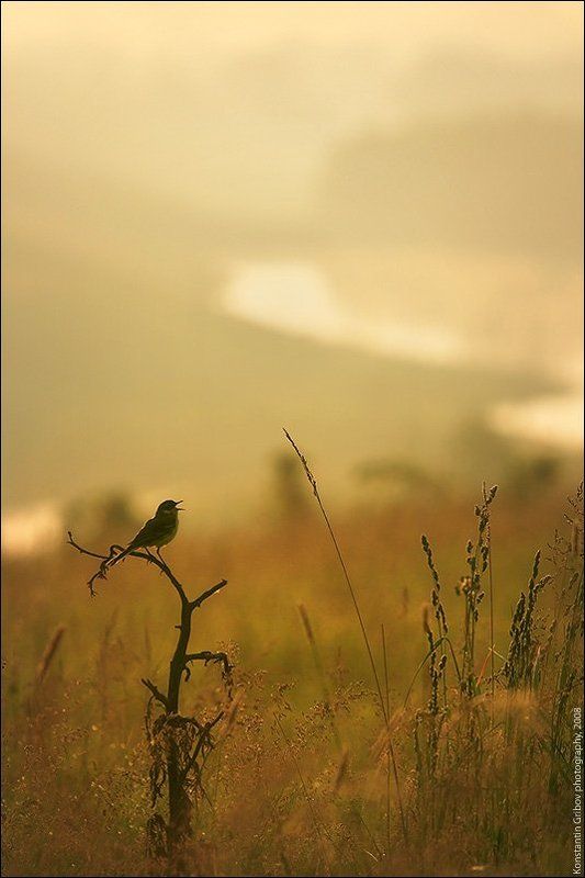 Летняя Песня :)photo preview