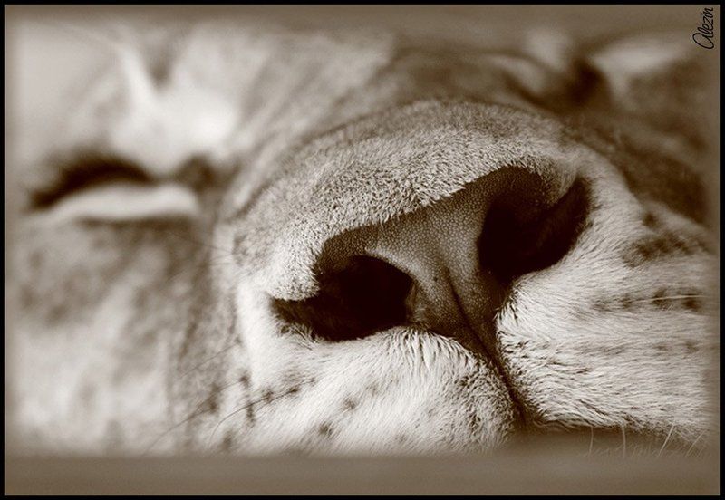 Сладкий сонphoto preview