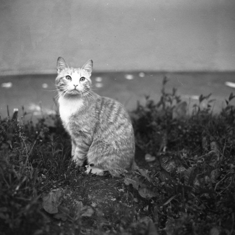 6x6, 120, пленка, киев-6с, волна-3, fomapan 100, epson 4490 ***photo preview