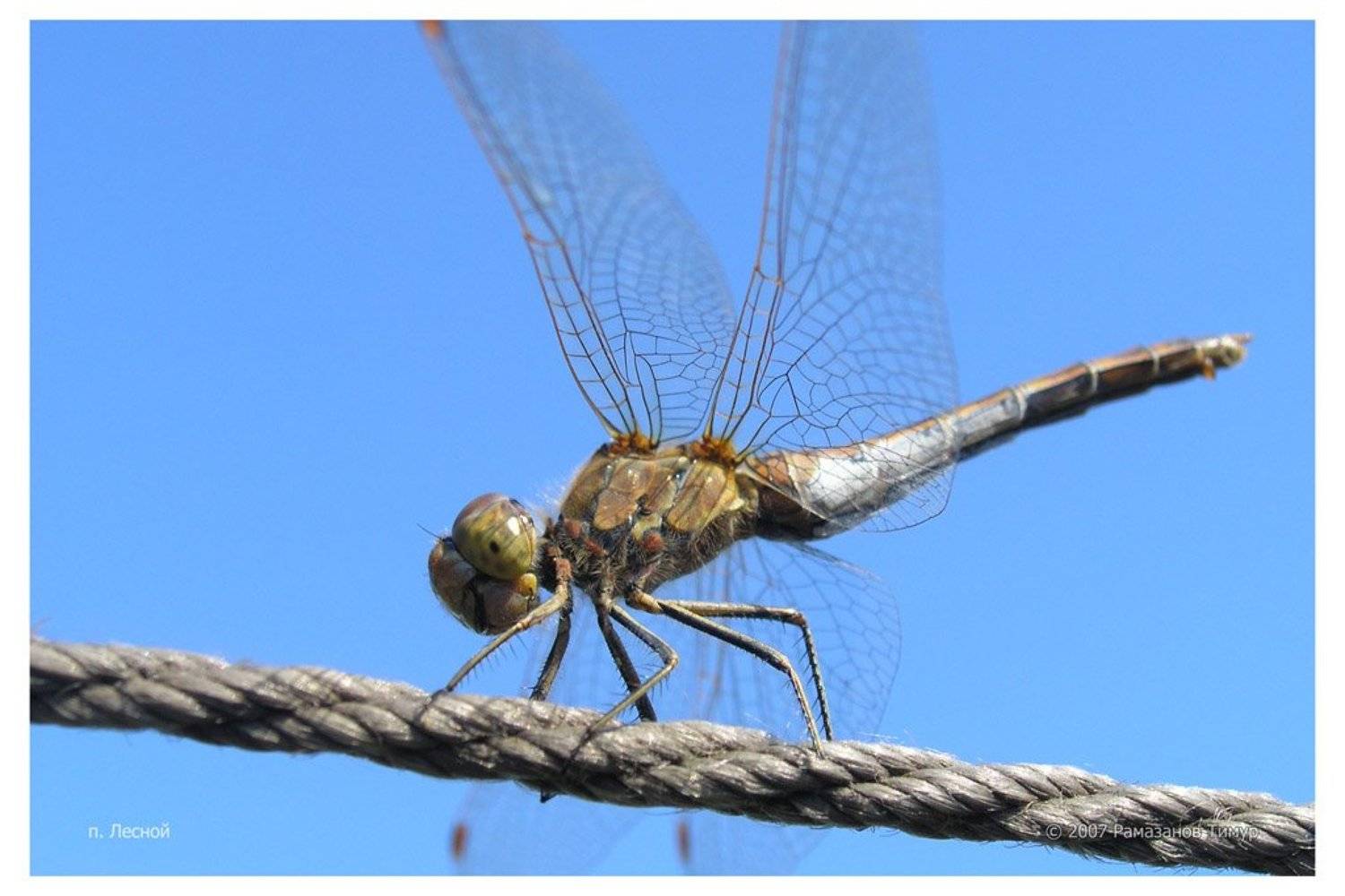 стрекоза, макро, Timur Ramazanov