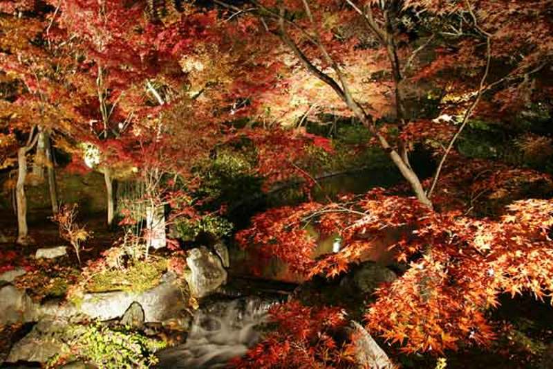 ночь, клены, природа, пейзаж, вода, киото, сад, осень Красные клены Киотоphoto preview