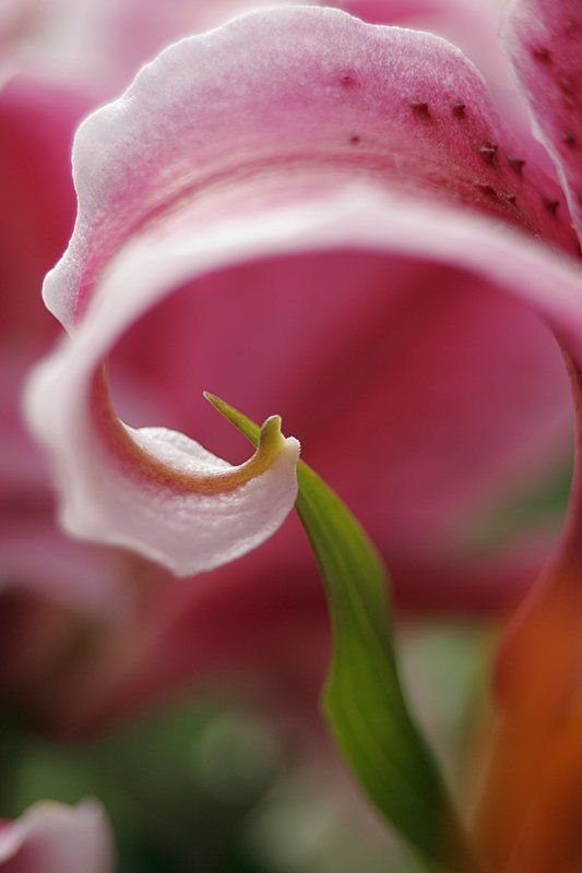 макро, природа, цветы, лист, любовь, лето Она и онphoto preview