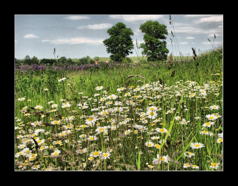 Ромашковое настроениеphoto preview