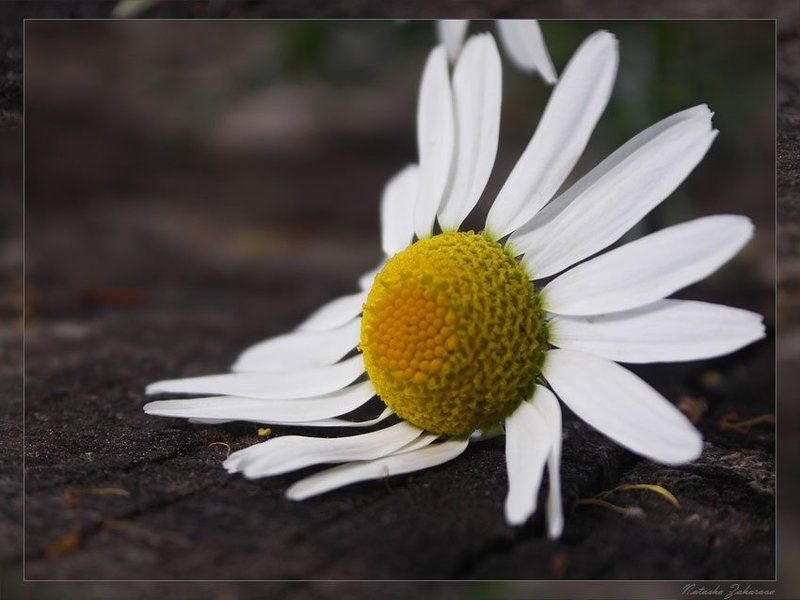 ромашка Ромашка...для...photo preview