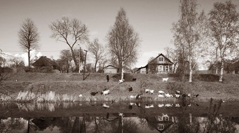 шлиссербург,козы,выгул,домик,канал Козочкиphoto preview