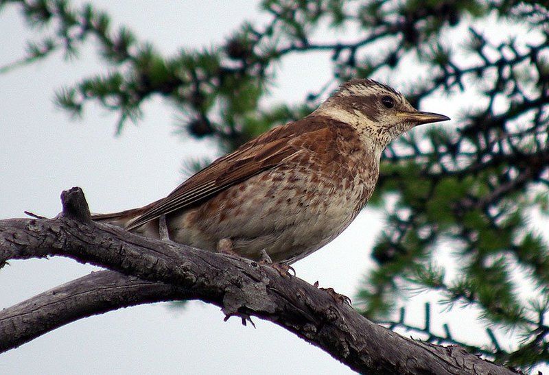 дрозд,белобровник Дрозд-белобровникphoto preview